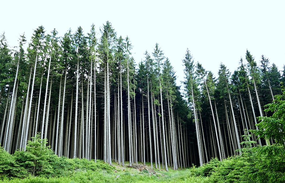 forest, trees, nature, landscape, spruce, plant, green color HD wallpaper