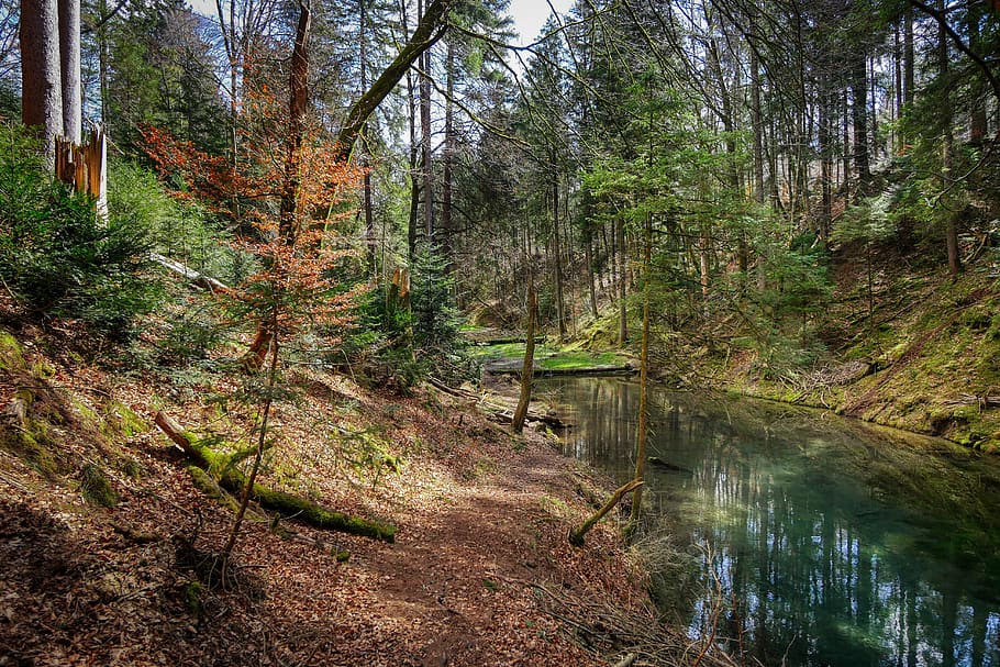 forest, valley, bach, river, landscape, trees, wilderness, scenic HD wallpaper