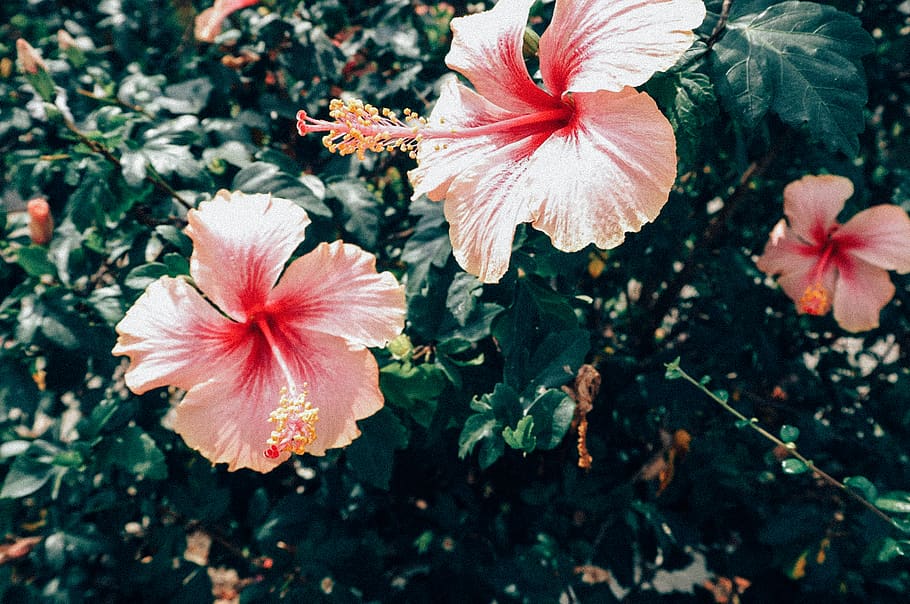 thailand, flowering plant, fragility, vulnerability, beauty in nature HD wallpaper