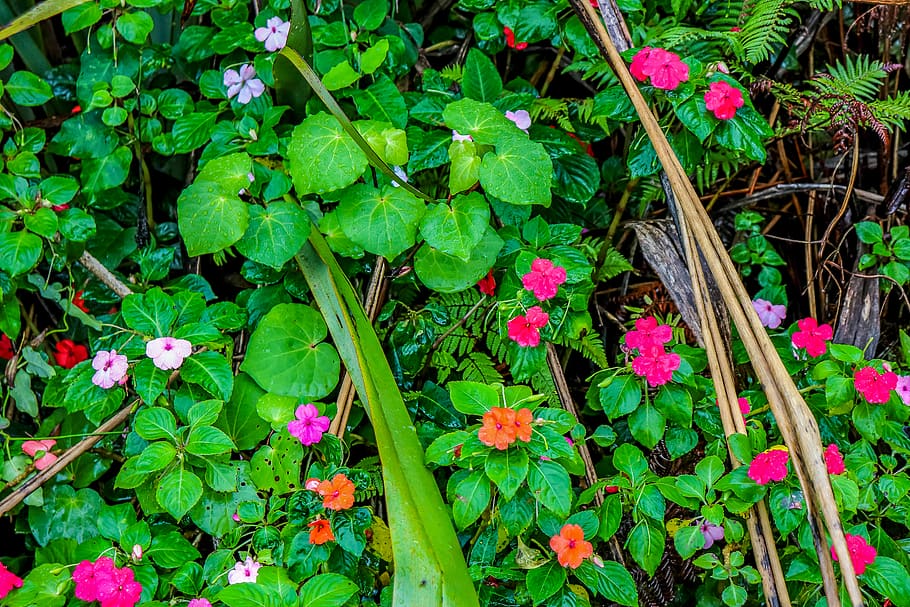 plant, flower, geranium, blossom, pottery, jar, potted plant HD wallpaper