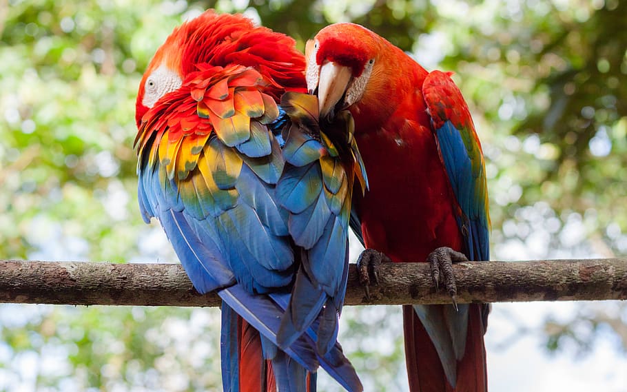 Macaws doors