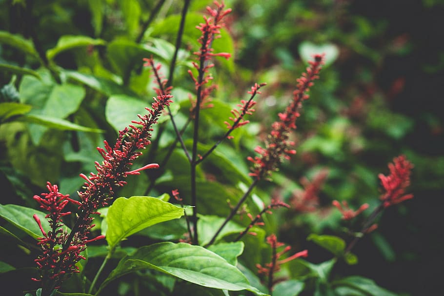 plant, plant part, leaf, growth, green color, nature, focus on foreground HD wallpaper