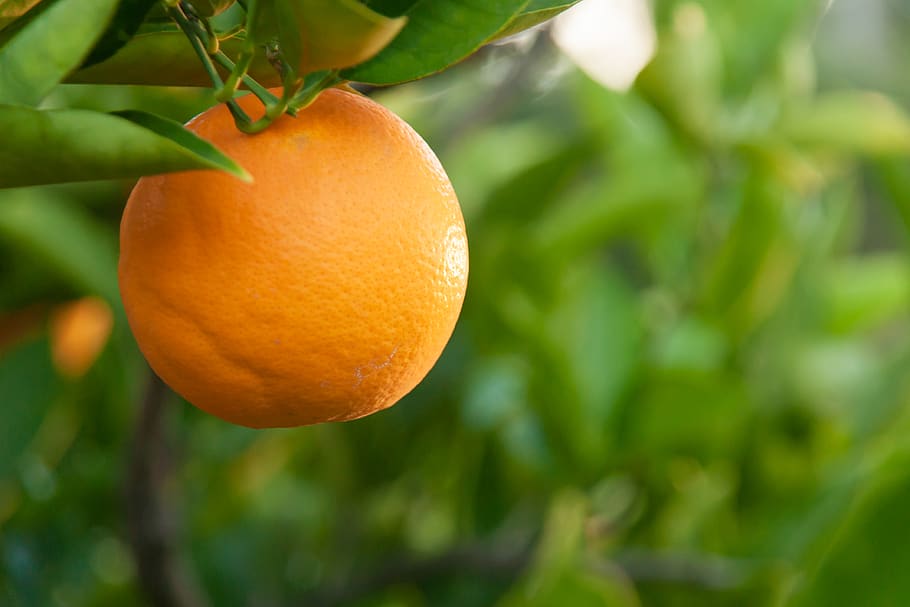 fruit, tree, nature, garden, orange, food, healthy eating, food and drink HD wallpaper