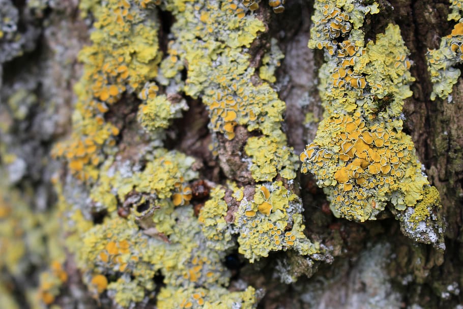 netherlands, amersfoort, tree, flechte, nature, lichen, plant HD wallpaper