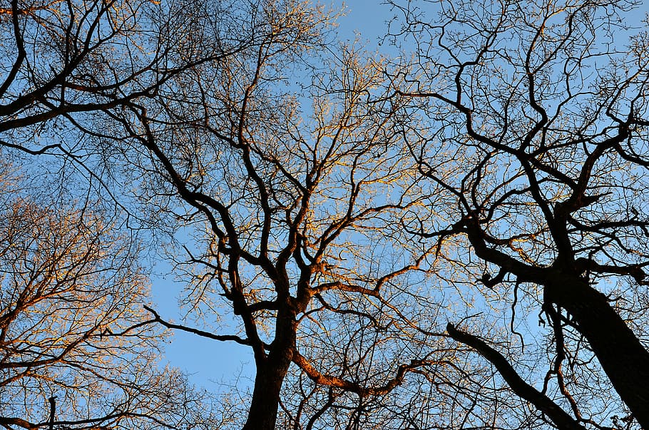 trees, summits, nature, branches, sky, forest, winter, landscape HD wallpaper