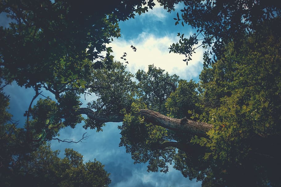 trees, clouds, sky, birds, nature, outdoors, plant, growth HD wallpaper
