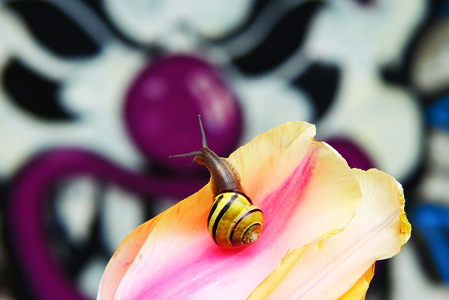 tulip, graffiti, wall, model, animals, nature, at the court of HD wallpaper