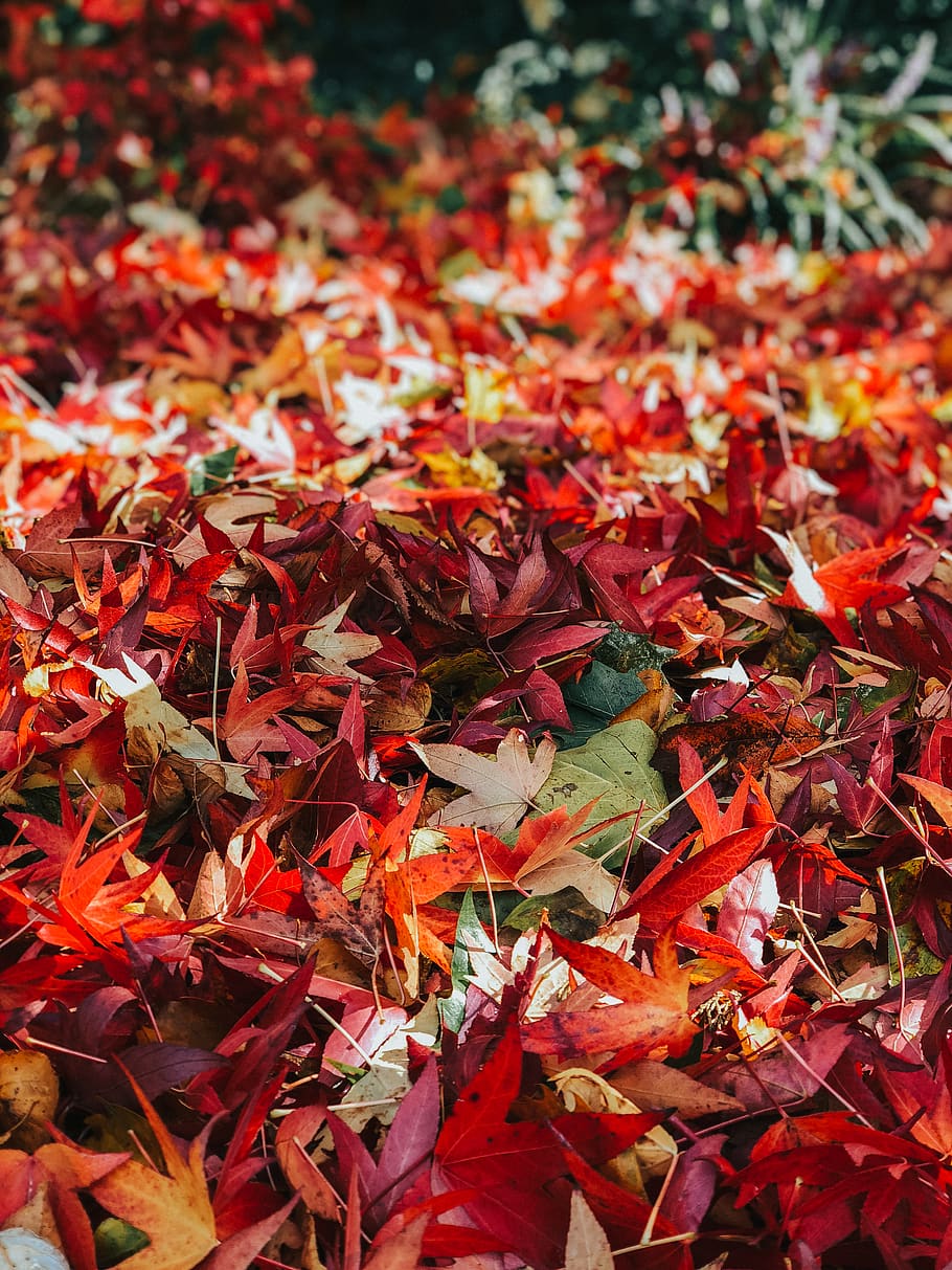 red-leafed plant during daytime, maple, tree, flora, ivy, united kingdom HD wallpaper