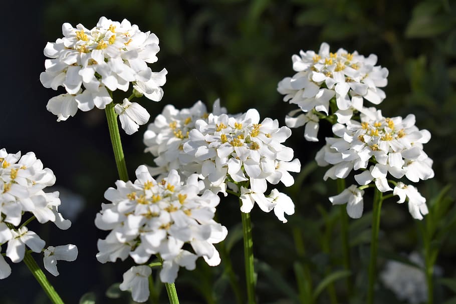 flower, white, bloom, garden, blossom, plant, spring, nature HD wallpaper
