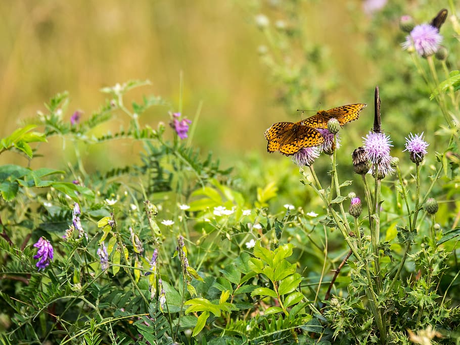 canada, les îles-de-la-madeleine, butterfly, grass, flowers, HD wallpaper