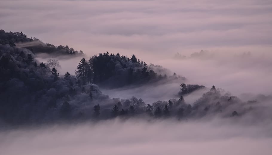 fog, winter, landscape, nature, aurora, forest, val de ruz HD wallpaper