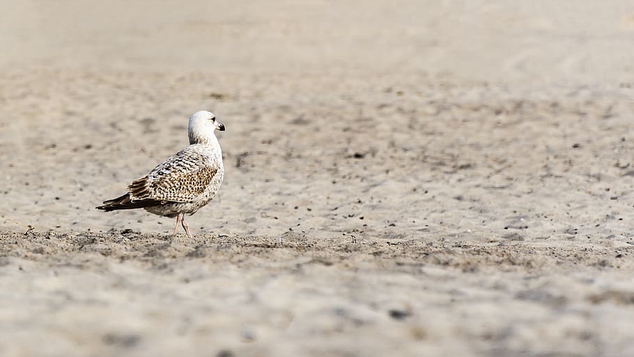 animal, bird, seagull, ground, warnemünde, germany, sand, gravel, HD wallpaper