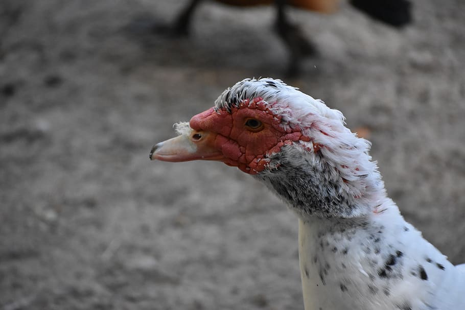 duck, bird, head, portrait, novosibirsk, zoo, animal themes HD wallpaper