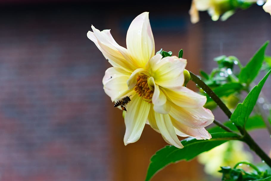 bee, flowers, animals, insect, garden, nature, outdoors, plant HD wallpaper