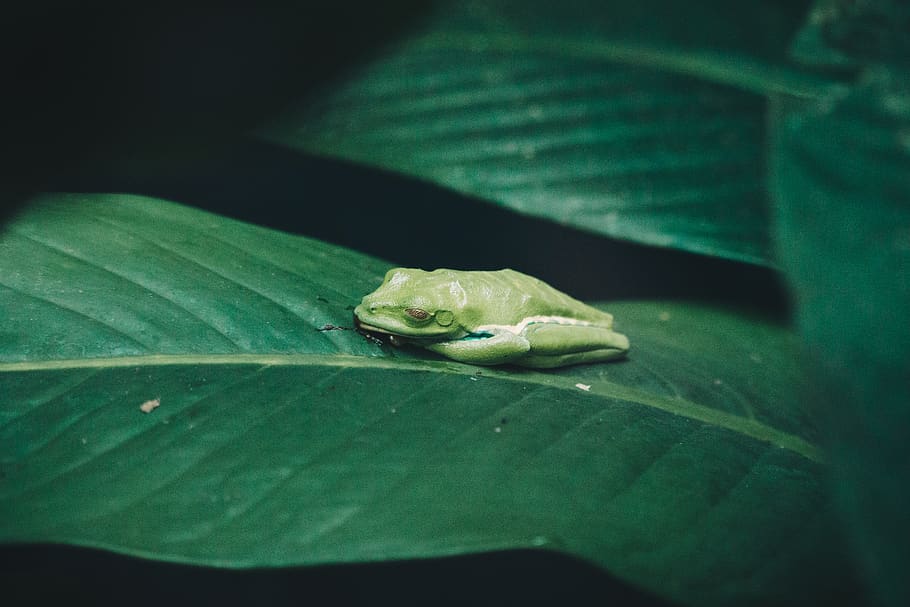 frog on leaf, amphibian, wildlife, animal, tree frog, reptile HD wallpaper