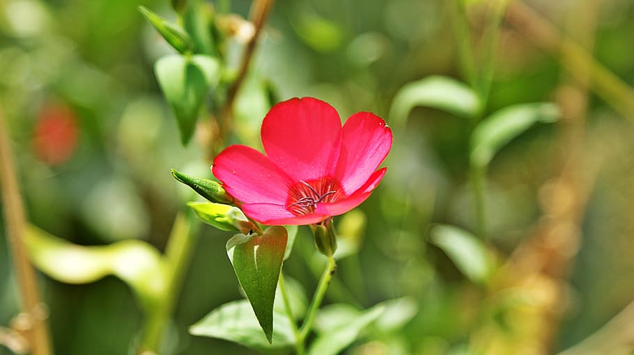 red, flower, macro, vegetable, color, beautiful, garden, summer HD wallpaper