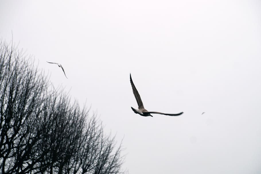 fly, nature, bird, animal themes, vertebrate, animal wildlife HD wallpaper