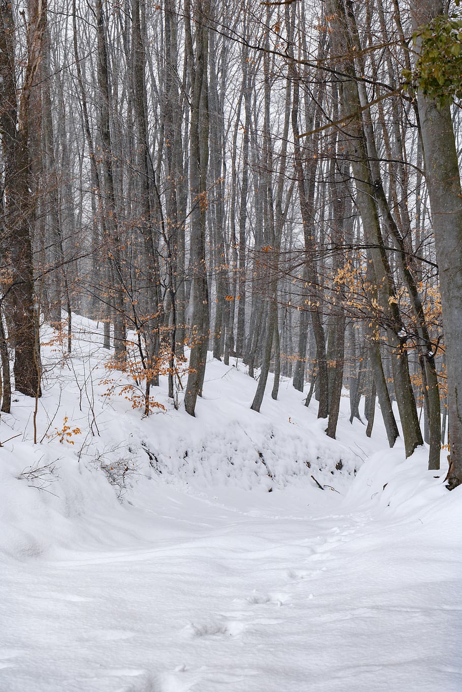 snow, trail, tree, winter, nature, cold temperature, tranquility HD wallpaper
