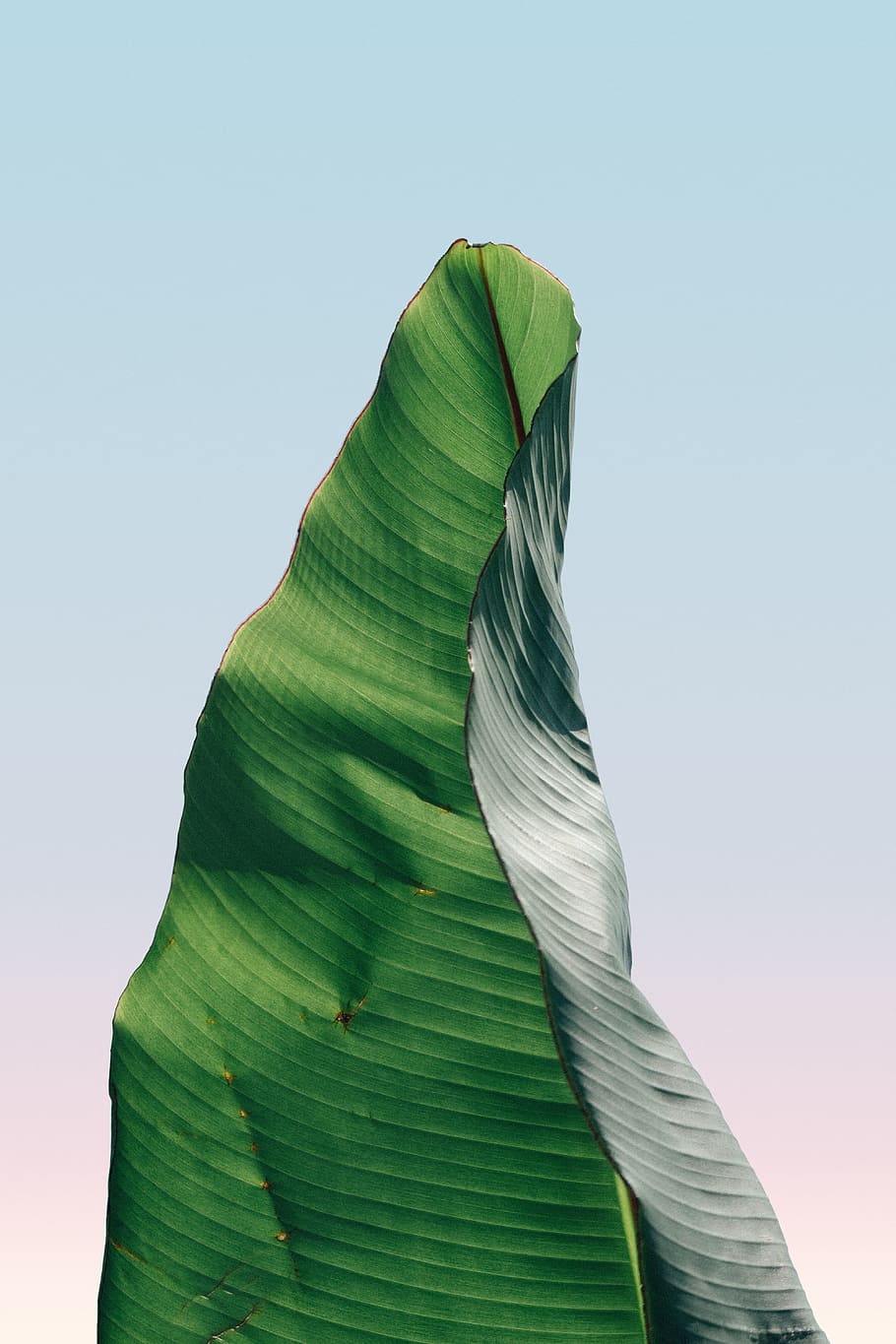banana leaf in close-up photography, minimal, texture, green, HD wallpaper