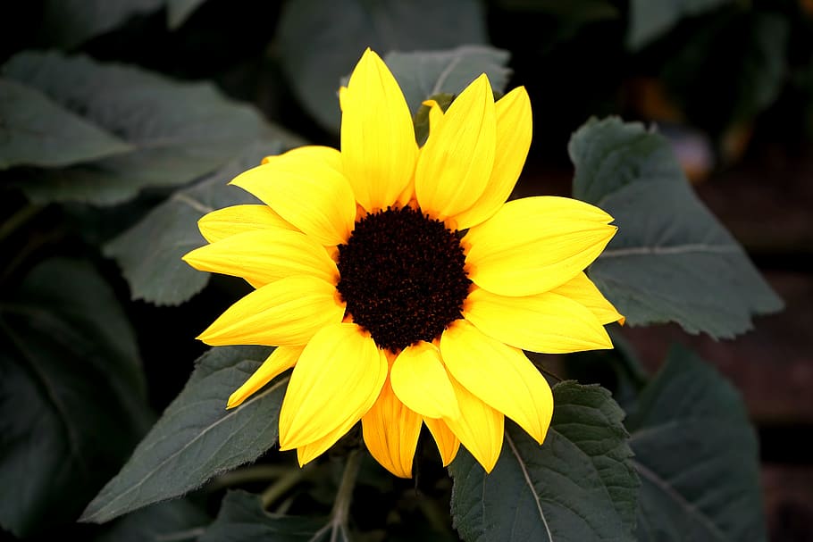 Sunflower Flower, bloom, blooming, blossom, delicate, flora, growth HD wallpaper