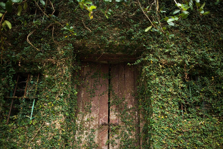 deserted, natural, house, plant, tree, forest, day, growth HD wallpaper
