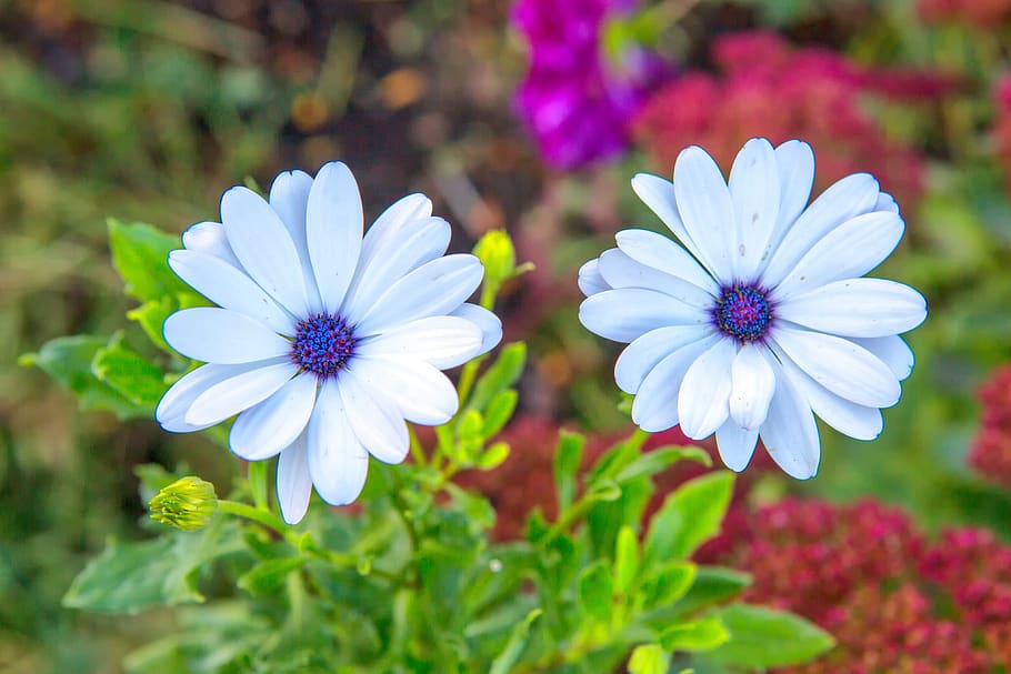 flower, white, spring, bloom, garden, plant, blossom, floral HD wallpaper
