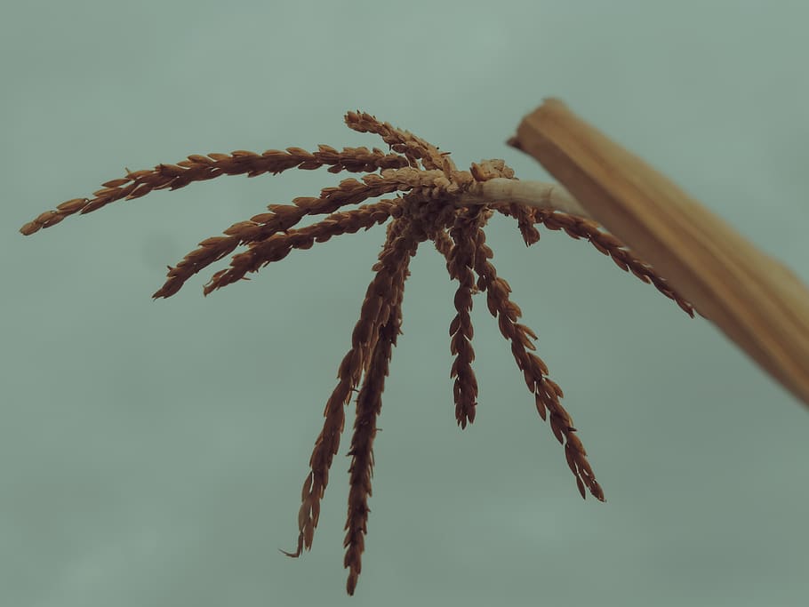 ethiopia, close-up, no people, focus on foreground, rope, nature HD wallpaper