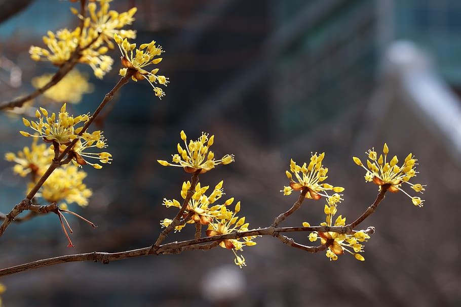 spring, spring flowers, nature, plants, beautiful, wood, garden HD wallpaper