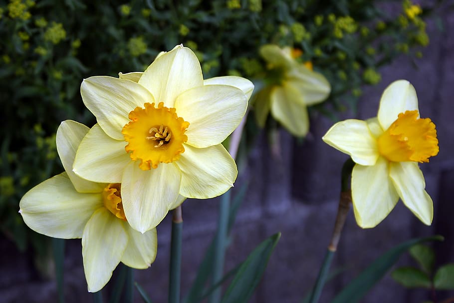 daffodil, flower, spring, yellow, narcissus, close up, garden HD wallpaper