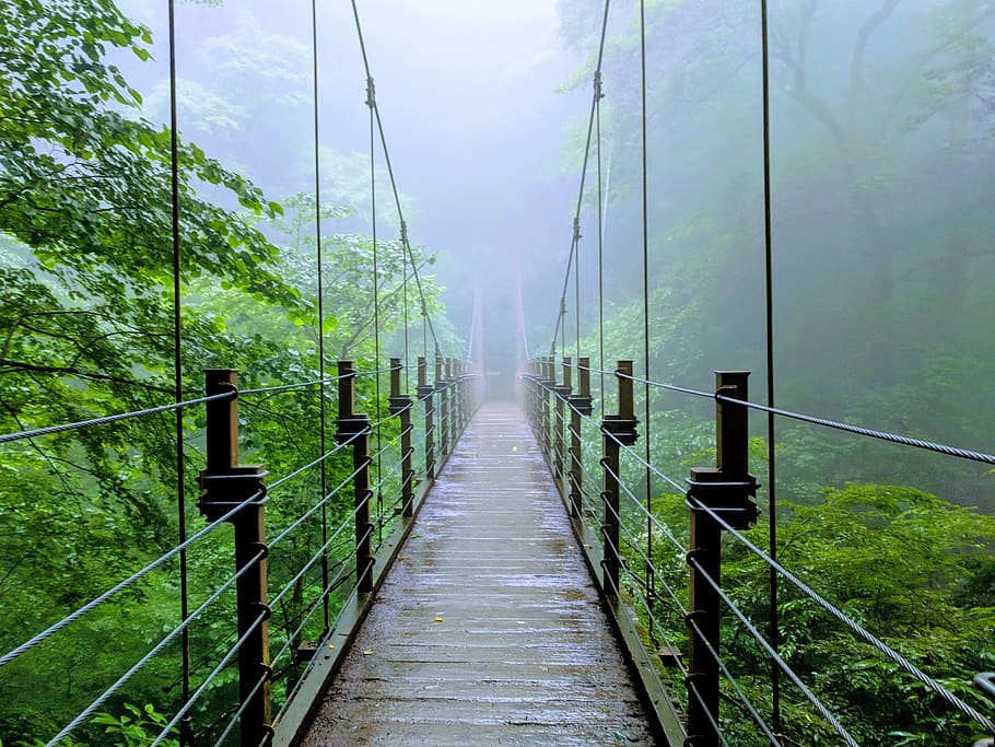 bridge, jungle, forest, nature, landscape, green, outdoor, trees HD wallpaper