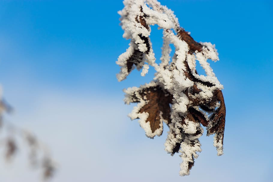 winter, ice, nature, crystals, sky, blue, clear sky, snow, day HD wallpaper