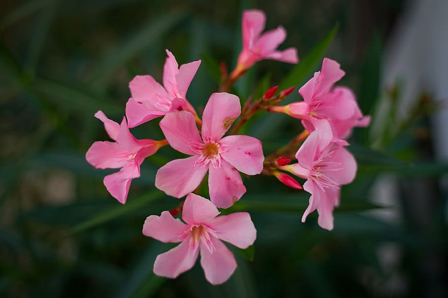 blossom, bloom, flower, nature, flora, garden, summer, plant HD wallpaper