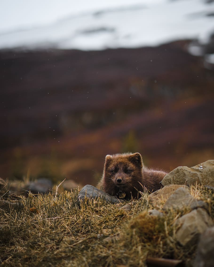 brown bear, animal wildlife, animal themes, animals in the wild HD wallpaper