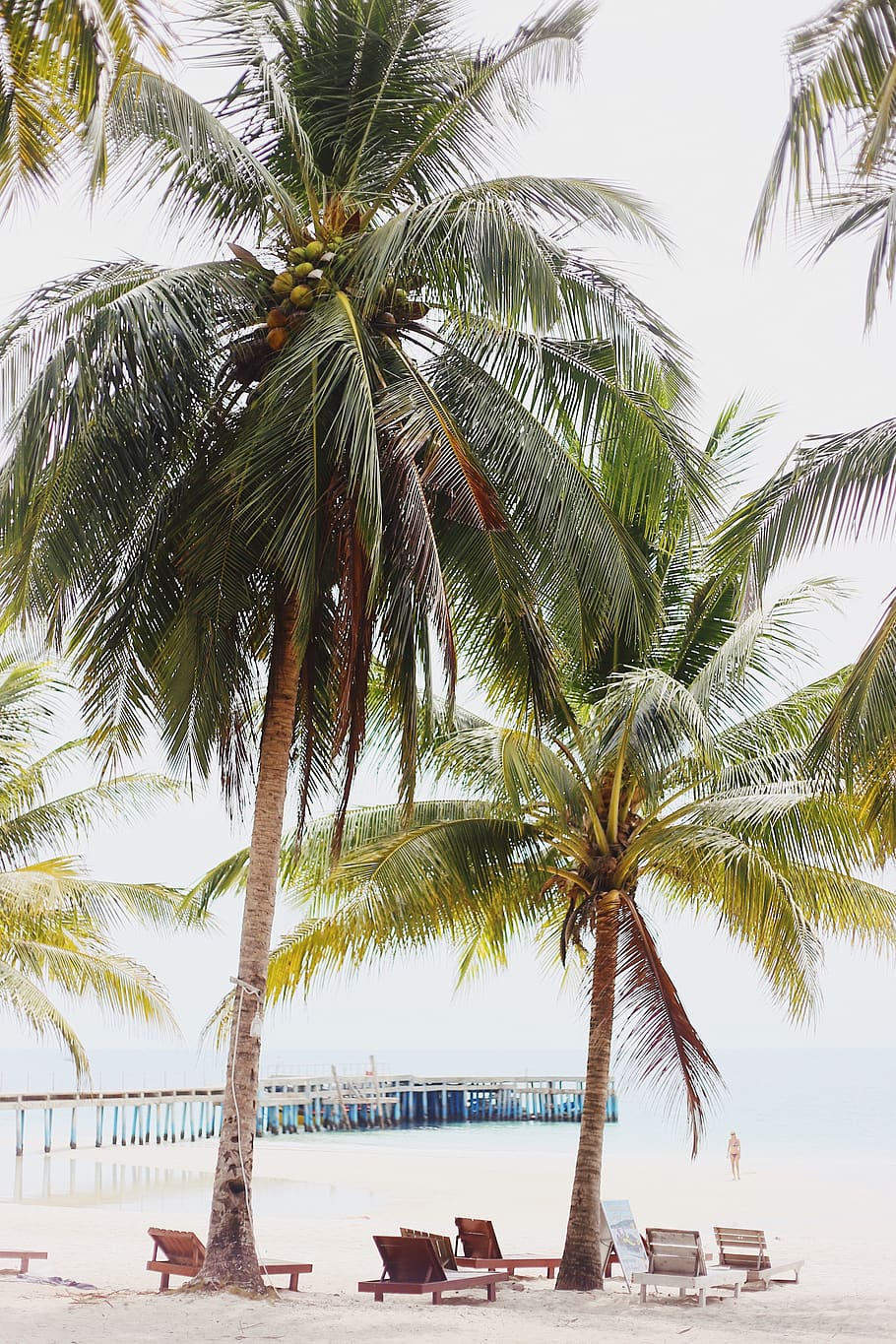 two green coconut trees, palm tree, tropical climate, growth HD wallpaper