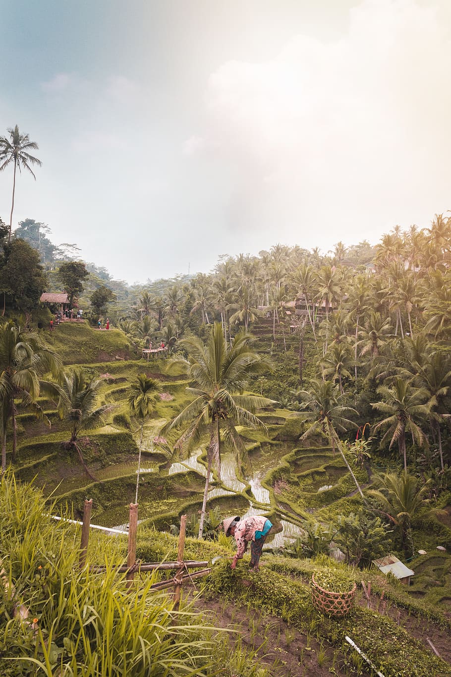 green coconut tree and mountain, indonesia, tegallalang rice terrace HD wallpaper