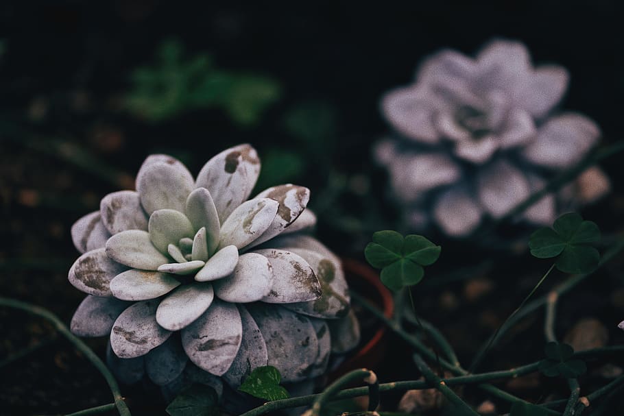 Selective Focus Photography of Gray Succulent Plant, beautiful flowers, HD wallpaper