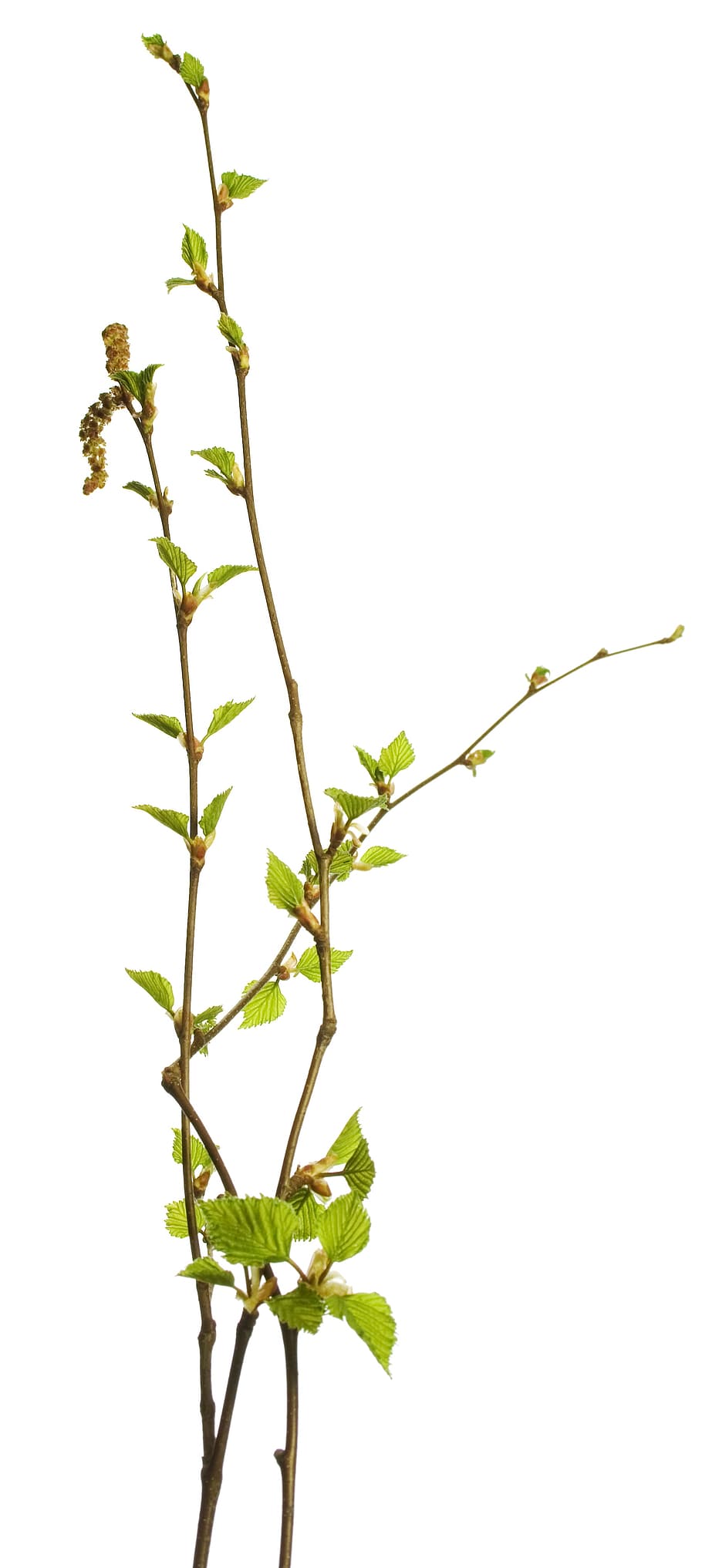 branch, tree, leaf, green, white, plant, isolated, growth, nature HD wallpaper