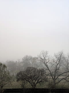 fog, trees, silent hill, teampixel, garden, backyard, morning HD wallpaper