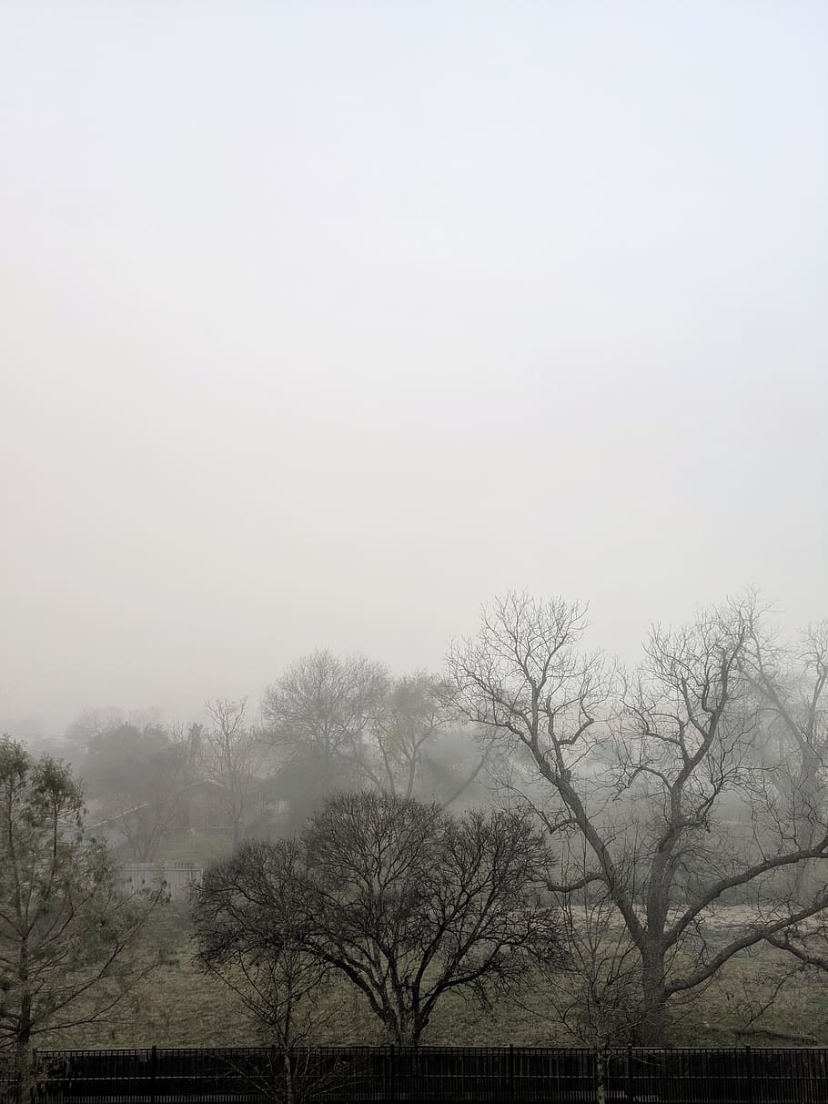 fog, trees, silent hill, teampixel, garden, backyard, morning HD wallpaper
