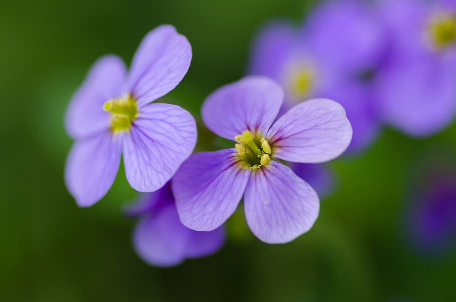 Purple Petaled Flowers, background, beautiful, bloom, blooming HD wallpaper