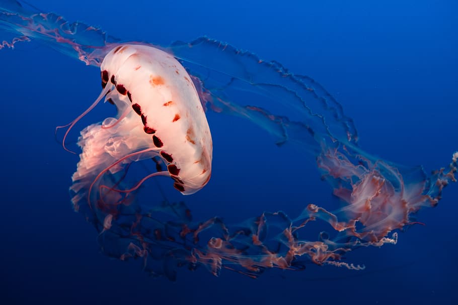 white and orange jellyfish, sea, underwater, animals in the wild HD wallpaper