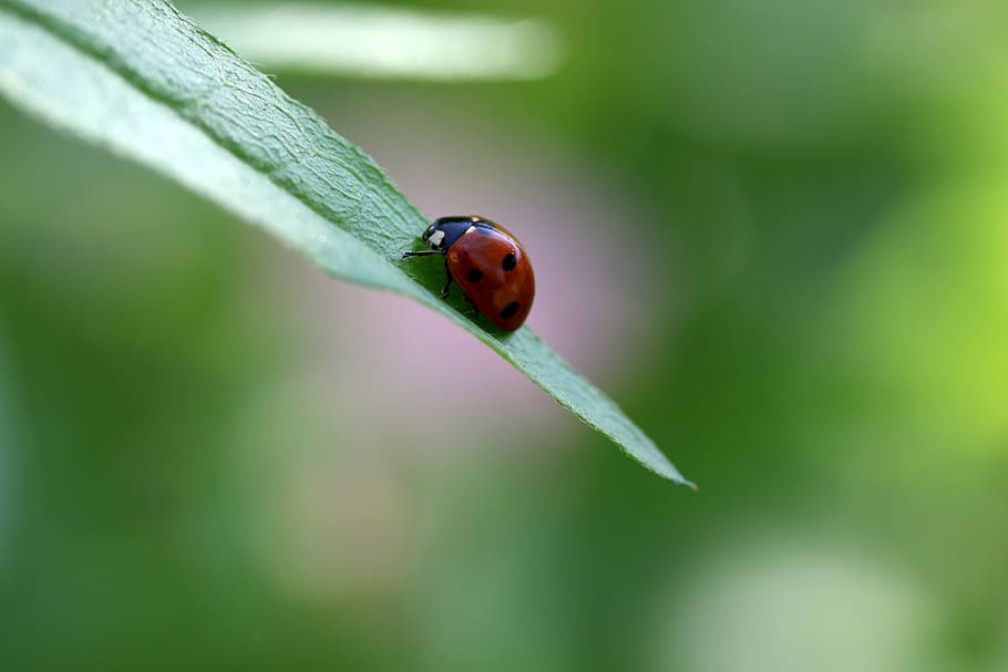 baja, red, leaf, insecta, nature, beauty, invertebrate, one animal HD wallpaper