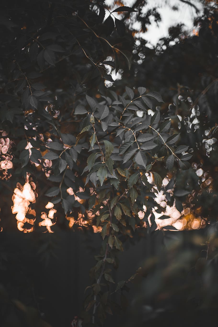 leaf, plant, tree, light, fence, bright, green, rays, orange HD wallpaper