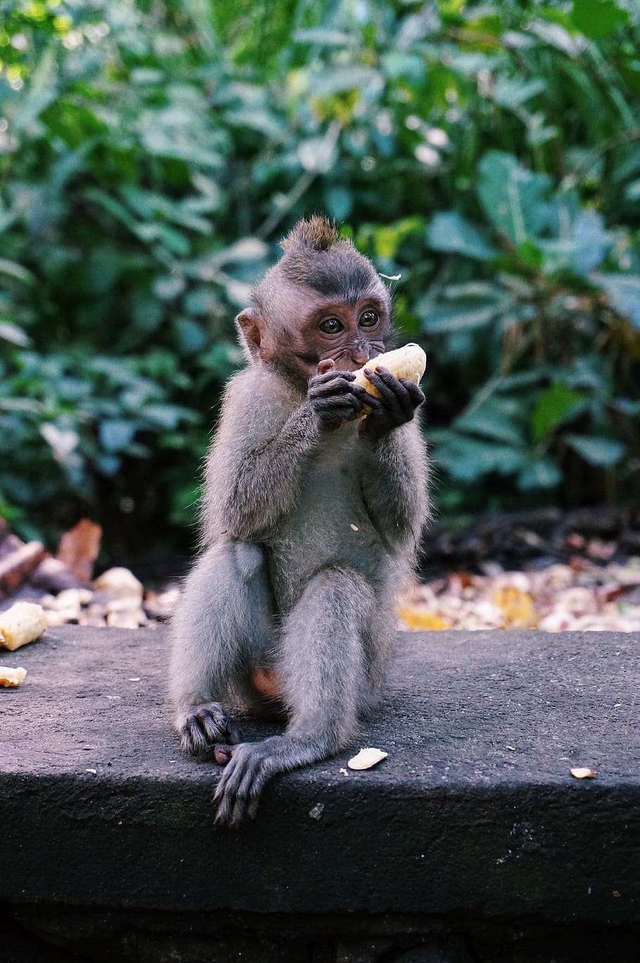 indonesia, sacred monkey forest sanctuary, banana, bali, primate HD wallpaper
