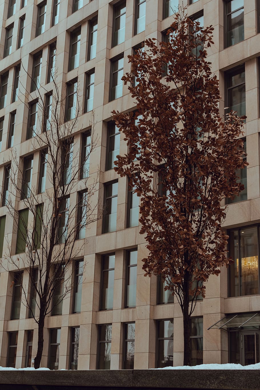 brown-leafed tree near brown withered tree beside brown concrete building during daytime