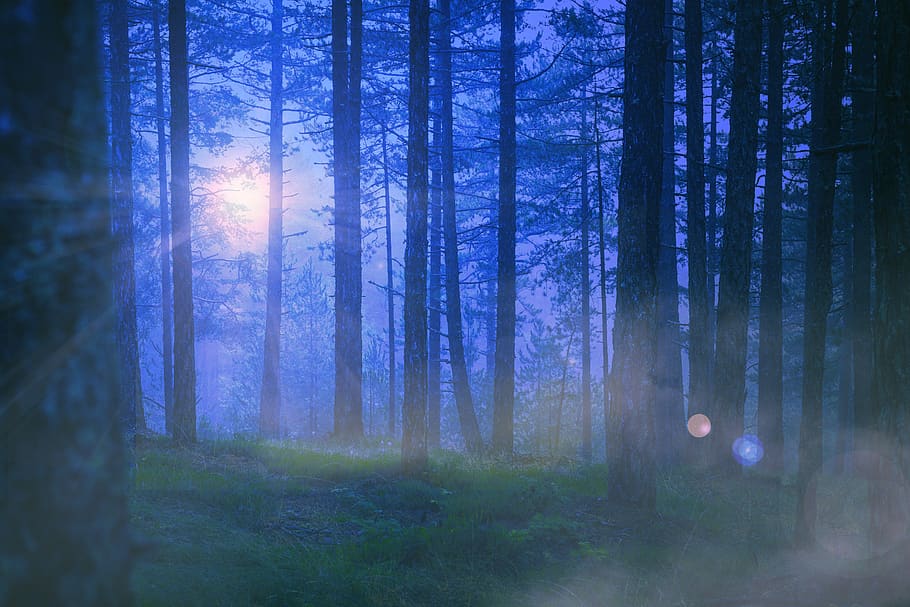 serbia, mala reka, kaludjerske bare, forest, night, gloomy, HD wallpaper