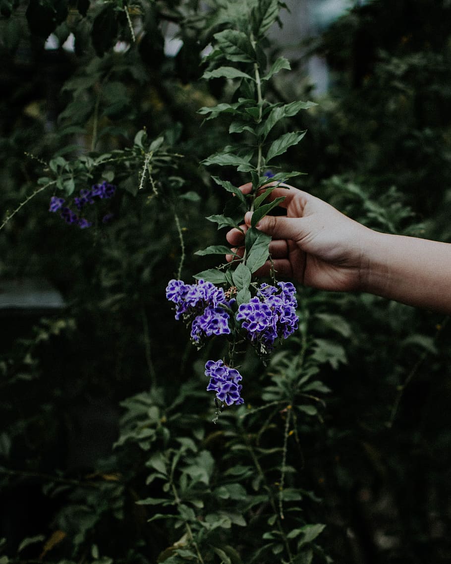 person holding purple petal flower, hand, leaf, leaves, nature HD wallpaper