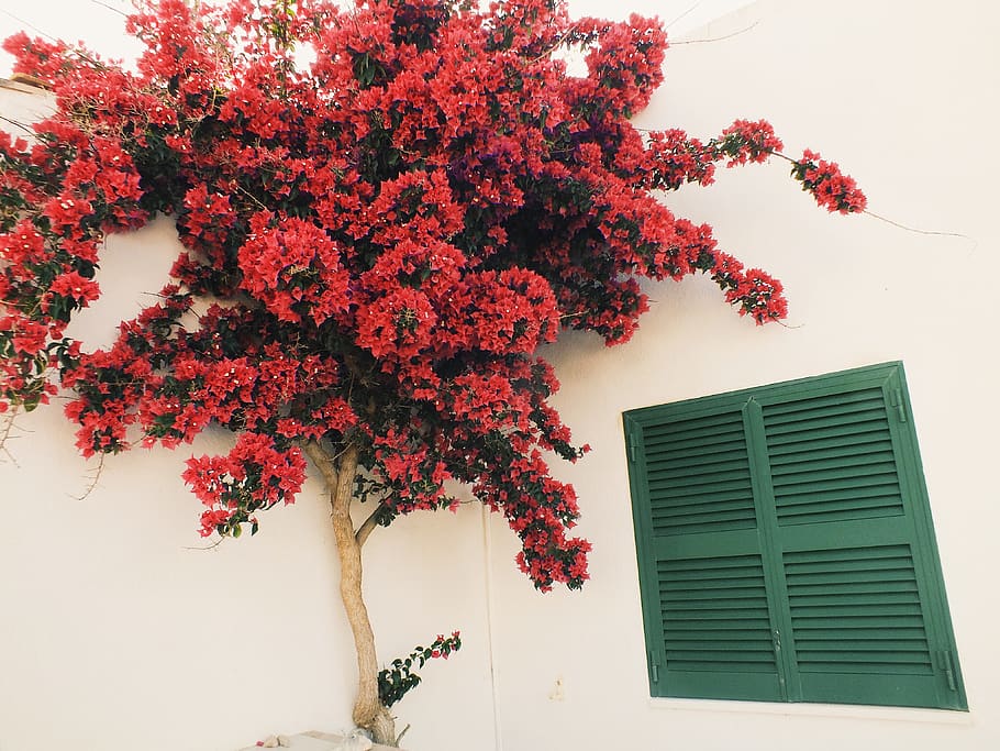 red tree beside white wall during daytime, plant, built structure HD wallpaper