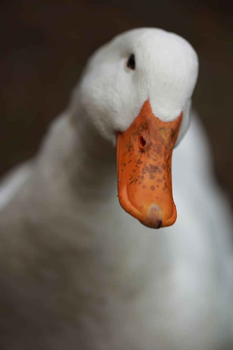 white duck, close-up, animal themes, no people, orange color HD wallpaper
