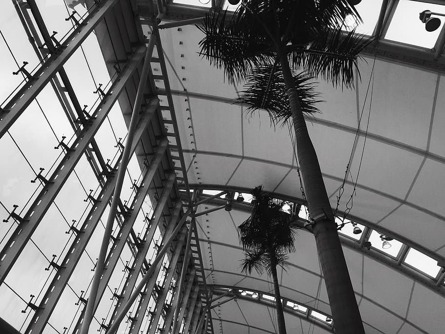 tree, palm tree, indoors, buiding, architecture, details, modern HD wallpaper